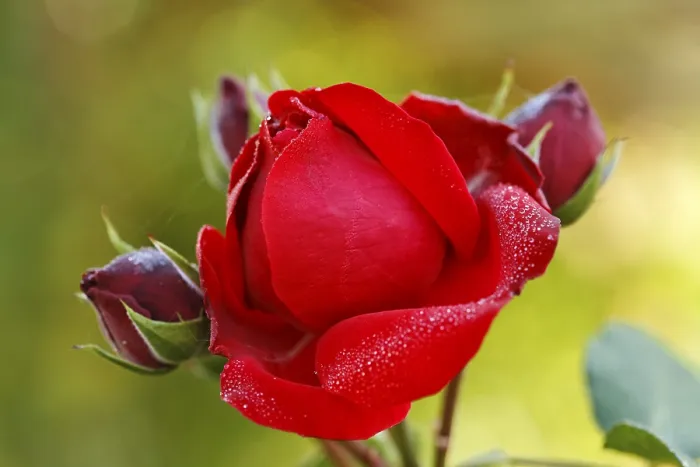 Gerahmter Druck : Eine rote Rose bedeckt mit Tau. Gerahmter Druck : Eine rote Rose bedeckt mit Tau.