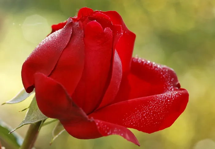 Gerahmter Druck : Eine rote Rose bedeckt mit Tau. Gerahmter Druck : Eine rote Rose bedeckt mit Tau.