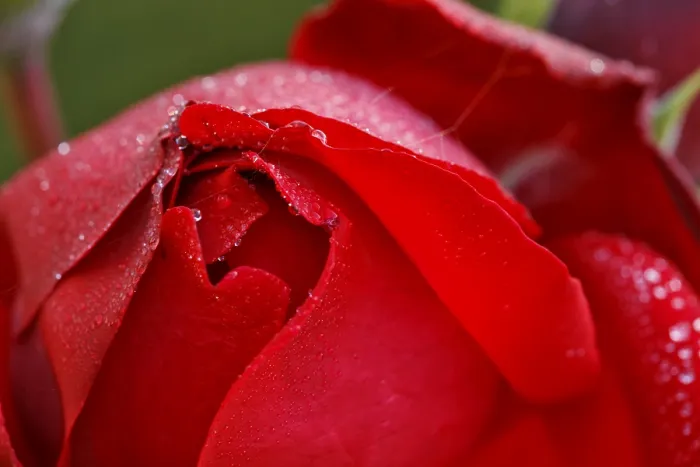 Gerahmter Druck : Eine rote Rose bedeckt mit Tau. Gerahmter Druck : Eine rote Rose bedeckt mit Tau.