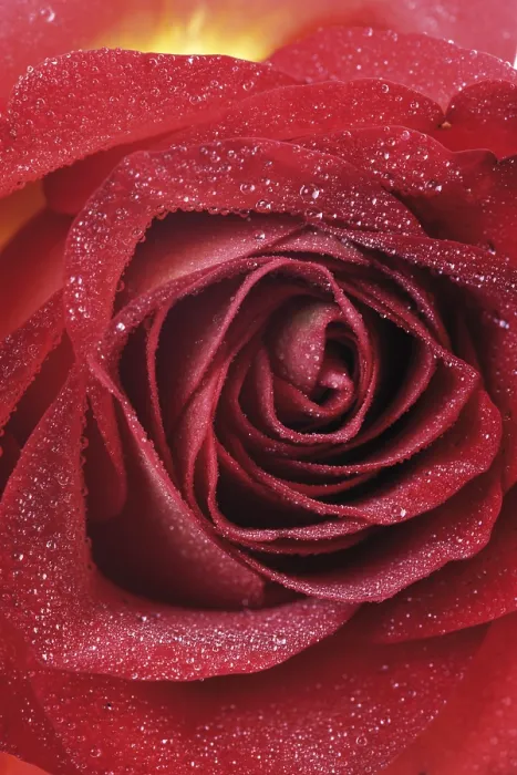 Gerahmter Druck : Rote Rose mit Tautropfen, Nahansicht. Gerahmter Druck : Rote Rose mit Tautropfen, Nahansicht.