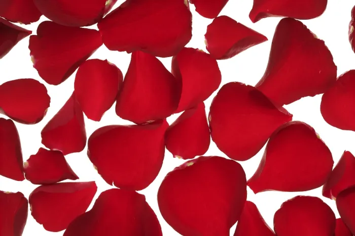 Gerahmter Druck : Rote Rosenblätter-Textur-Hintergrund. Gerahmter Druck : Rote Rosenblätter-Textur-Hintergrund.