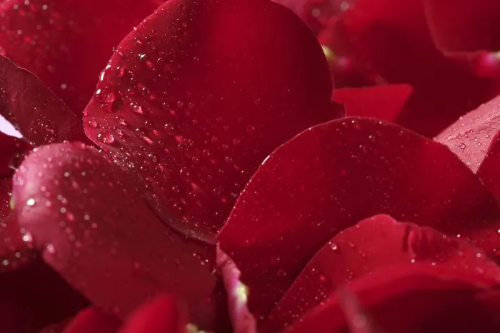 Gerahmter Druck : Rote Rosenblätter-Textur-Hintergrund