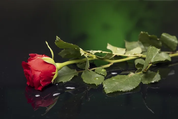 Gerahmter Druck : Rote Rose mit Reflexion und grünem Hintergrund. Gerahmter Druck : Rote Rose mit Reflexion und grünem Hintergrund.