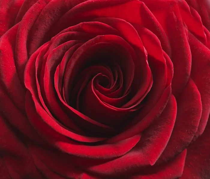 Gerahmter Druck : Rote Rose (Rosa) Gerahmter Druck : Rote Rose (Rosa)