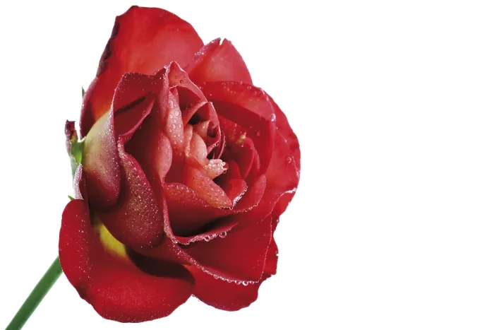 Gerahmter Druck : Rote Rose (Rosa) Gerahmter Druck : Rote Rose (Rosa)