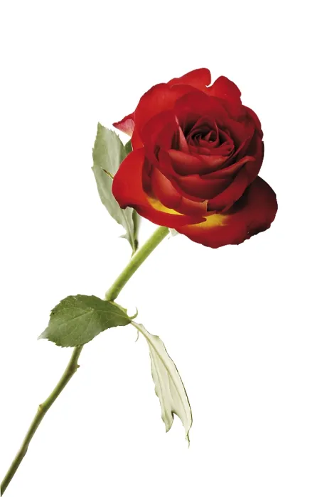 Gerahmter Druck : Rote Rose (Rosa) Gerahmter Druck : Rote Rose (Rosa)