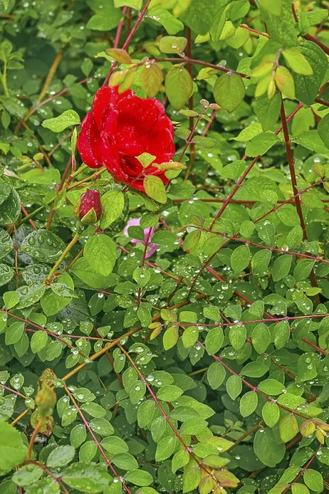 Gerahmter Druck : Rote Rose (Rosa) im Frühling, Allgäu.
