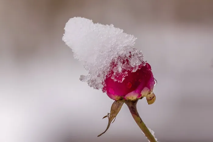 Gerahmter Druck : Rote Rose mit Schnee. Gerahmter Druck : Rote Rose mit Schnee.
