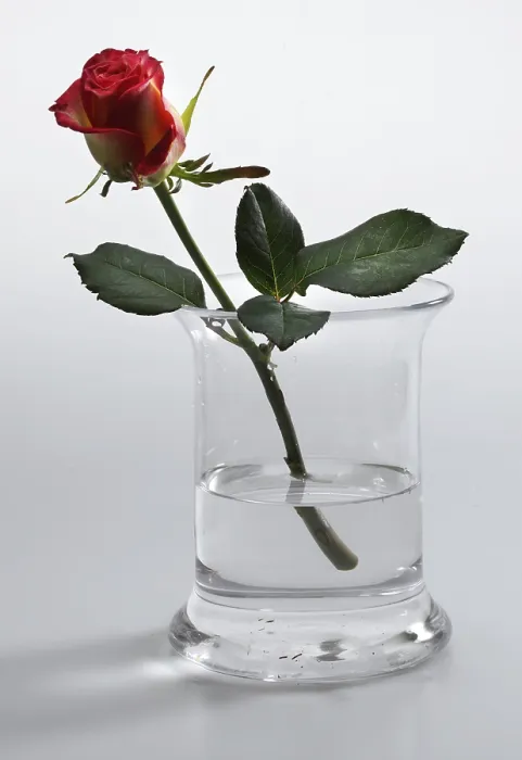 Gerahmter Druck : Rote Rose in einem Vasen. Gerahmter Druck : Rote Rose in einem Vasen.