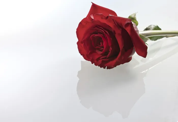 Gerahmter Druck : Rote Rose gegen weißen. Gerahmter Druck : Rote Rose gegen weißen.