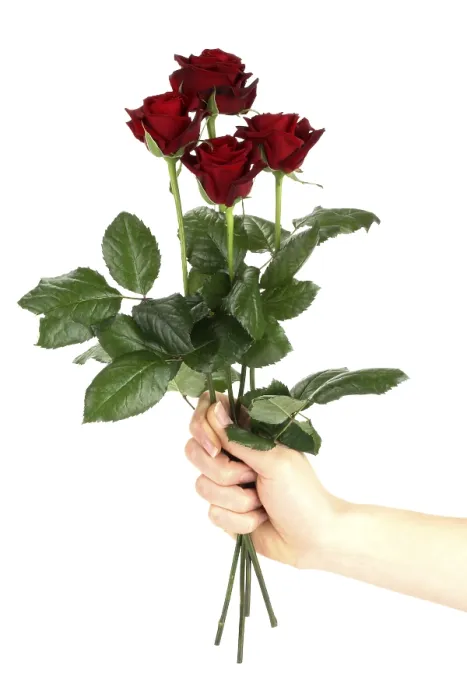 Gerahmter Druck : Rote Rosen