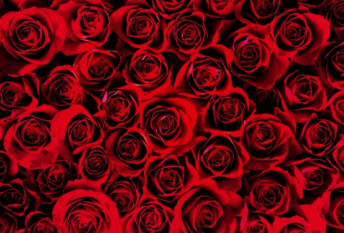 Gerahmter Druck : Rote Rosen, Hintergrundbild, Deutschland. Gerahmter Druck : Rote Rosen, Hintergrundbild, Deutschland.