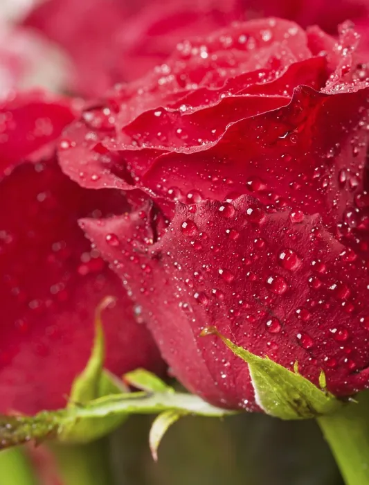 Gerahmter Druck : Roter Aufruhr Gerahmter Druck : Roter Aufruhr