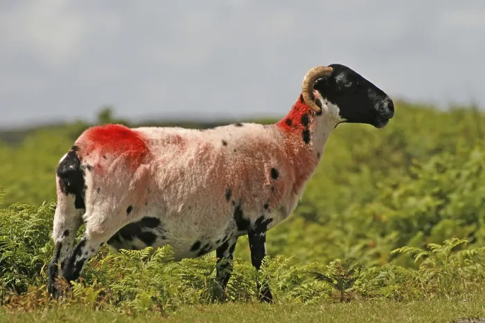 Gerahmter Druck : Rotes Schaf in Dartmoor, Devon und Cornwall Gerahmter Druck : Rotes Schaf in Dartmoor, Devon und Cornwall