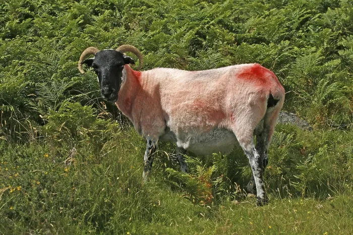 Gerahmter Druck : Rote Schafe in Dartmoor, Devon, Cornwall. Gerahmter Druck : Rote Schafe in Dartmoor, Devon, Cornwall.
