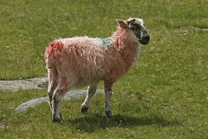 Gerahmter Druck : Rote Schafe in Dartmoor, Devon, Cornwall Gerahmter Druck : Rote Schafe in Dartmoor, Devon, Cornwall