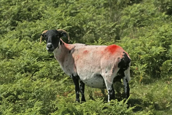 Gerahmter Druck : Rote Schafe in Dartmoor, Devon, Cornwall Gerahmter Druck : Rote Schafe in Dartmoor, Devon, Cornwall