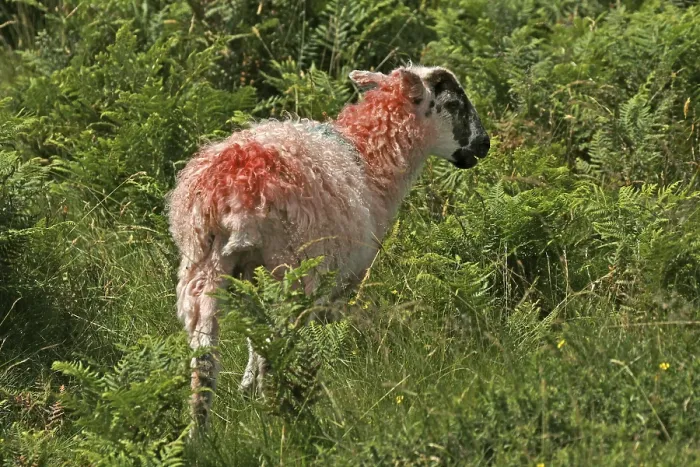 Gerahmter Druck : Rote Schafe in Dartmoor, Devon, Cornwall Gerahmter Druck : Rote Schafe in Dartmoor, Devon, Cornwall