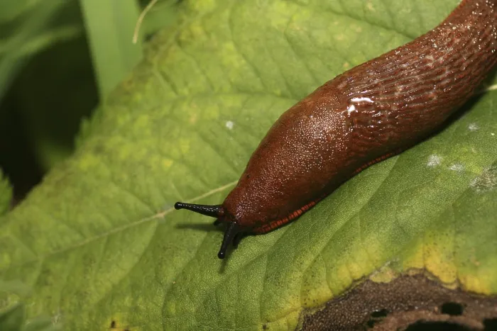 Gerahmter Druck : Roter Schnecken auf der Blatt. Gerahmter Druck : Roter Schnecken auf der Blatt.