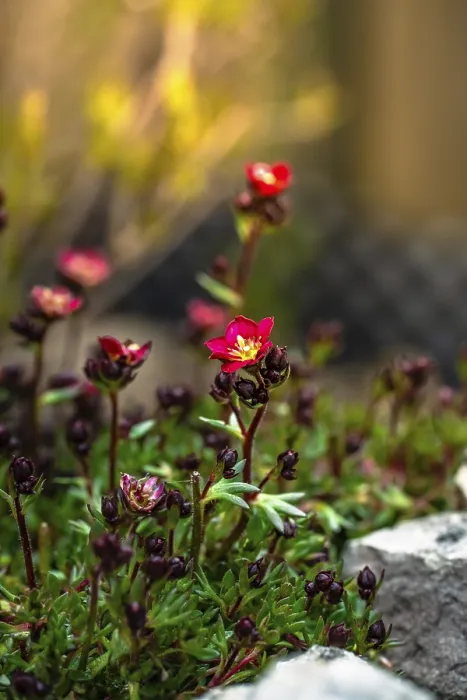 Gerahmter Druck : Rote Frühlingsblumen in der Sonnenlicht. Gerahmter Druck : Rote Frühlingsblumen in der Sonnenlicht.