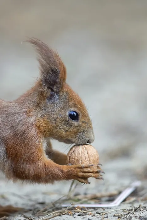 Gerahmter Druck : Rotmarder im Wald Gerahmter Druck : Rotmarder im Wald