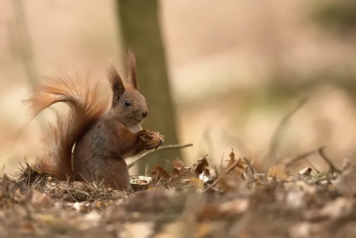 Gerahmter Druck : Rotmarder in einem Wald. Gerahmter Druck : Rotmarder in einem Wald.