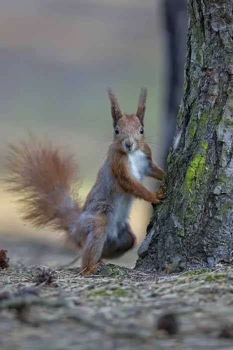 Gerahmter Druck : Eichhörnchen im Wilden im Wald. Gerahmter Druck : Eichhörnchen im Wilden im Wald.