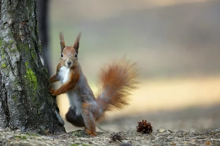 Gerahmter Druck : Ein Rothirsch in der Wildnis im Wald Gerahmter Druck : Ein Rothirsch in der Wildnis im Wald