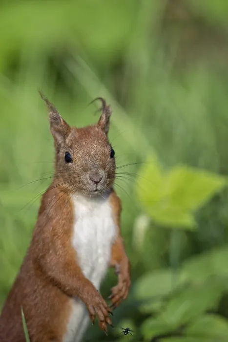 Gerahmter Druck : Eichhörnchen im Wilden in dem Wald. Gerahmter Druck : Eichhörnchen im Wilden in dem Wald.