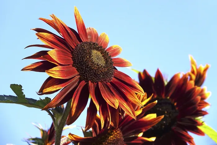 Gerahmter Druck : Roter Sonnenblume, Sommer, Deutschland. Gerahmter Druck : Roter Sonnenblume, Sommer, Deutschland.
