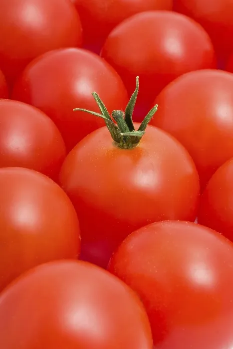 Gerahmter Druck : Rote Tomatenhintergrund. Gerahmter Druck : Rote Tomatenhintergrund.