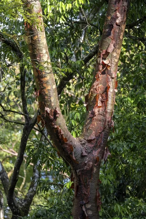 Gerahmter Druck : Rotes Baumrinde blättert vom Stamm ab. Gerahmter Druck : Rotes Baumrinde blättert vom Stamm ab.