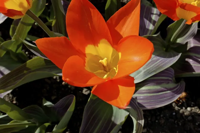 Gerahmter Druck : Roter Tulpenblatt von oben Gerahmter Druck : Roter Tulpenblatt von oben