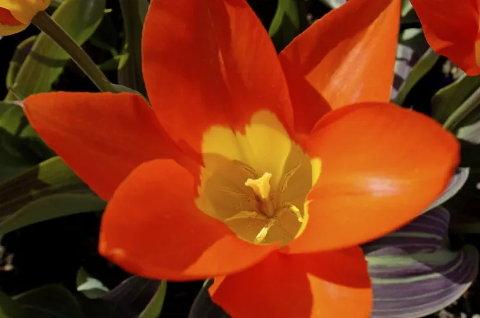 Gerahmter Druck : Roter Tulpenblatt von oben Gerahmter Druck : Roter Tulpenblatt von oben