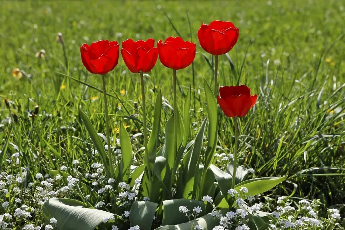 Gerahmter Druck : Rote Tulpen Gerahmter Druck : Rote Tulpen