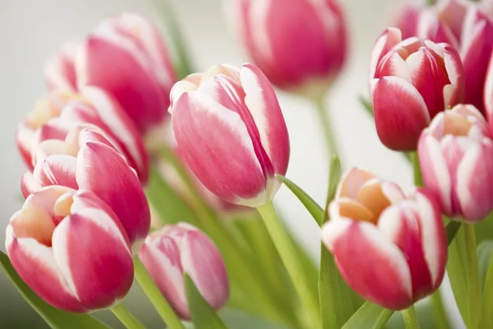 Gerahmter Druck : Rote Tulpen Gerahmter Druck : Rote Tulpen