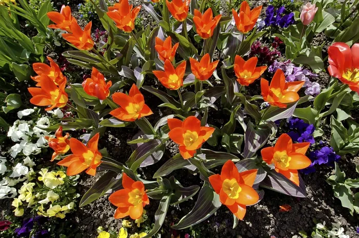 Gerahmter Druck : Rote Tulpen von oben. Gerahmter Druck : Rote Tulpen von oben.