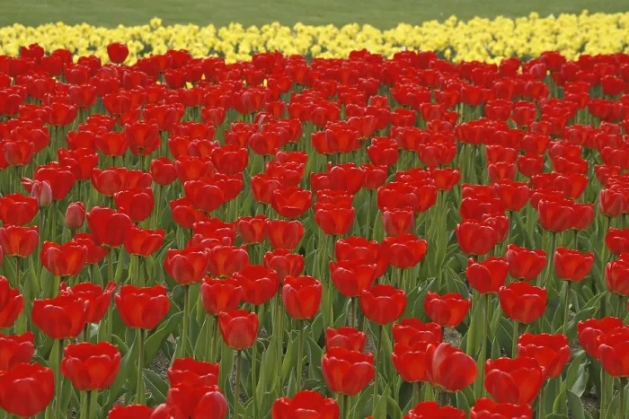 Gerahmter Druck : Rote Tulpen Gerahmter Druck : Rote Tulpen