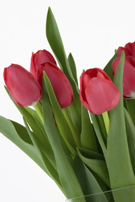 Gerahmter Druck : Rote Tulpen Gerahmter Druck : Rote Tulpen