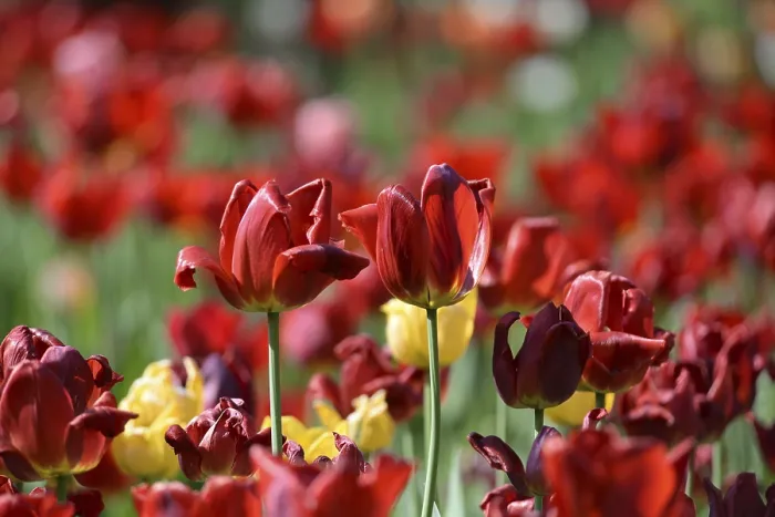 Gerahmter Druck : Rote Tulpen Gerahmter Druck : Rote Tulpen