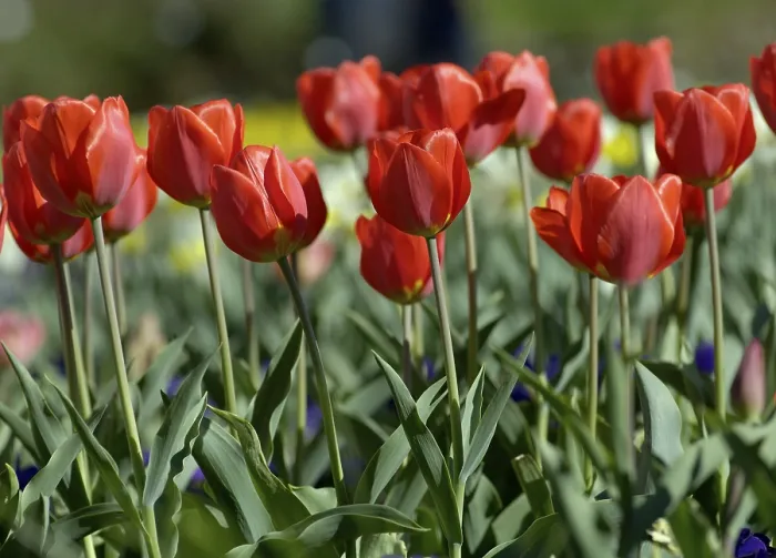 Gerahmter Druck : Rote Tulpen im Bett. Gerahmter Druck : Rote Tulpen im Bett.