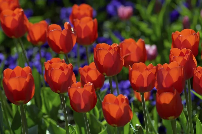 Gerahmter Druck : Rote Tulpen im Bett. Gerahmter Druck : Rote Tulpen im Bett.