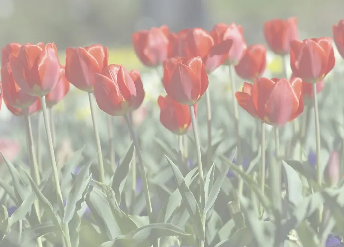 Gerahmter Druck : Rote Tulpen im Bett. Gerahmter Druck : Rote Tulpen im Bett.