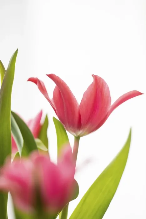 Gerahmter Druck : Rote Tulpen vor weißen Hintergrund. Gerahmter Druck : Rote Tulpen vor weißen Hintergrund.