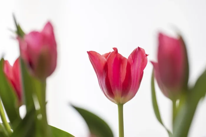 Gerahmter Druck : Rote Tulpen gegen einen weißen Hintergrund. Gerahmter Druck : Rote Tulpen gegen einen weißen Hintergrund.