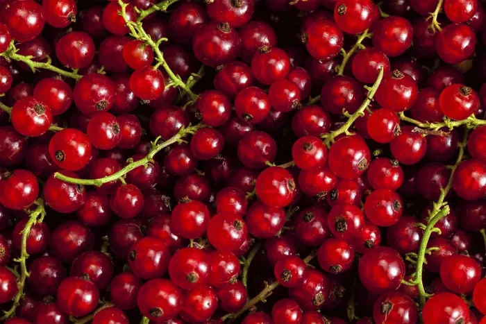 Gerahmter Druck : Rote Johannisbeere oder rote Johannisbeeren, close-up-Textur-Hintergrund. Gerahmter Druck : Rote Johannisbeere oder rote Johannisbeeren, close-up-Textur-Hintergrund.