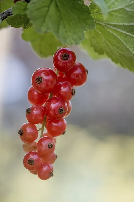 Gerahmter Druck : Rotstachelbeere oder Rotstachelbeere (Ribes rubrum) Gerahmter Druck : Rotstachelbeere oder Rotstachelbeere (Ribes rubrum)