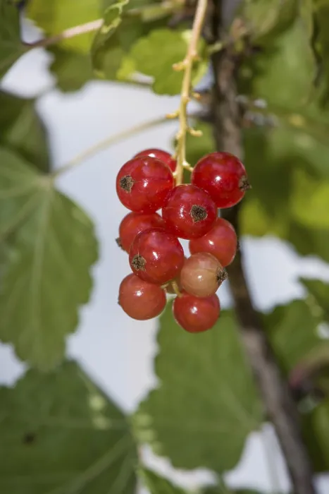 Gerahmter Druck : Beere oder Rotbeere (Ribes rubrum) Gerahmter Druck : Beere oder Rotbeere (Ribes rubrum)