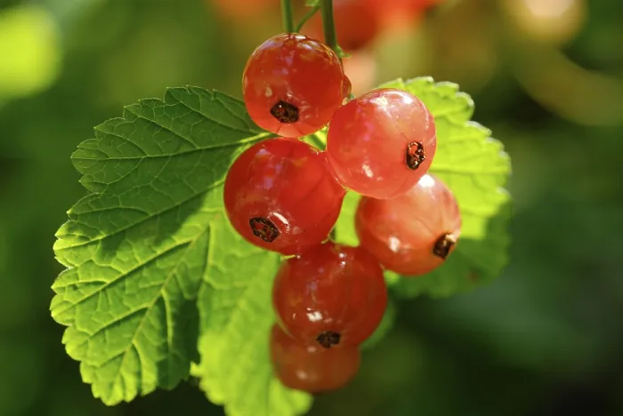 Gerahmter Druck : Rote Johannisbeere Ribes rubrum Gerahmter Druck : Rote Johannisbeere Ribes rubrum