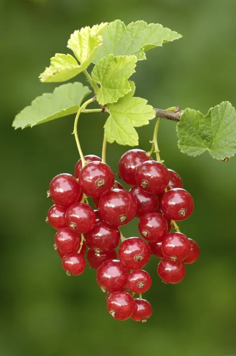 Gerahmter Druck : Beere, Ribes rubrum Gerahmter Druck : Beere, Ribes rubrum